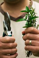 Can Herbs Increase Testosterone