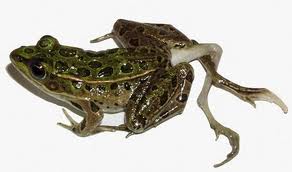 Leydig Cells Phthalates Testicles Frog