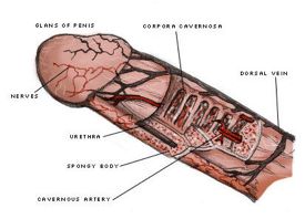 penile-exercises