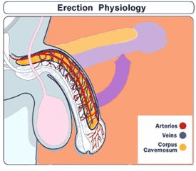 Erection causes